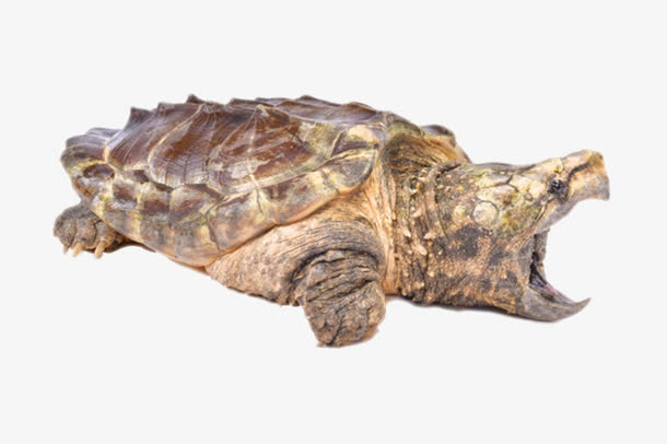 最古老的爬行动物鳄龟实物