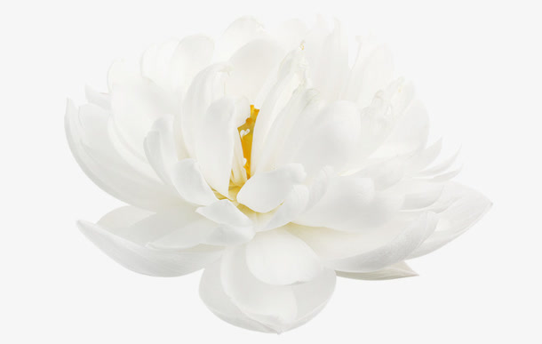白色高清花朵护肤品装饰