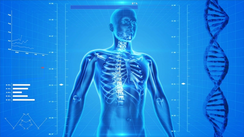 科技人体骨骼系统