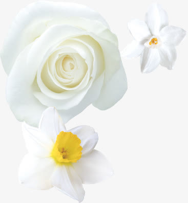白色的花儿