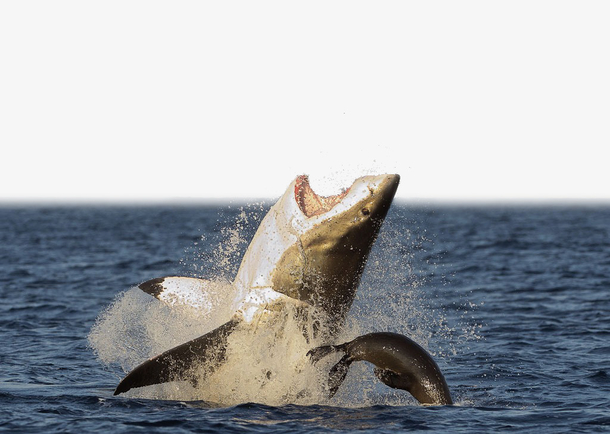 跃起海面的凶悍鲨鱼