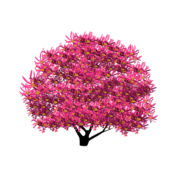 红花檵木绿化树