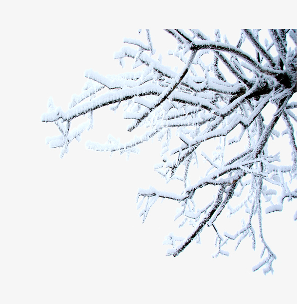 挂满雪花的树枝