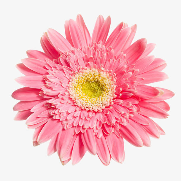 粉色菊花PNG图片