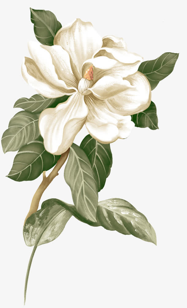 立绘创意，高清白色栀子花PNG透明图片，植物装饰元素设计素材下载