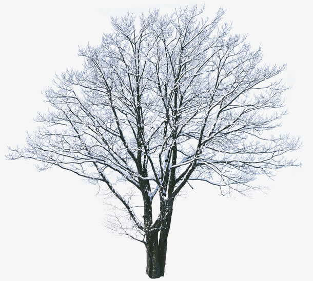 高清冬季雪花大树
