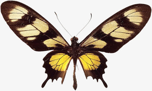 黑色长翅蝴蝶标本