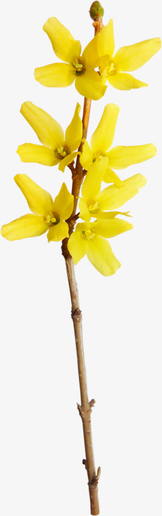 几朵黄色的迎春花