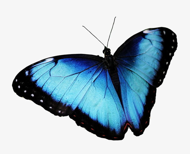 一只蓝色的蝴蝶！
