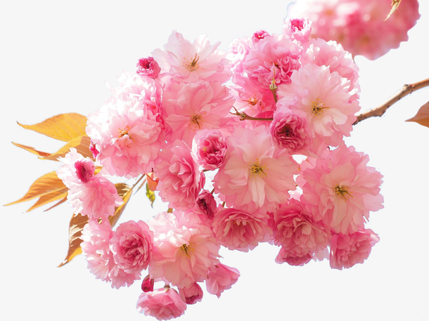 阳光明媚春日里盛开的樱花