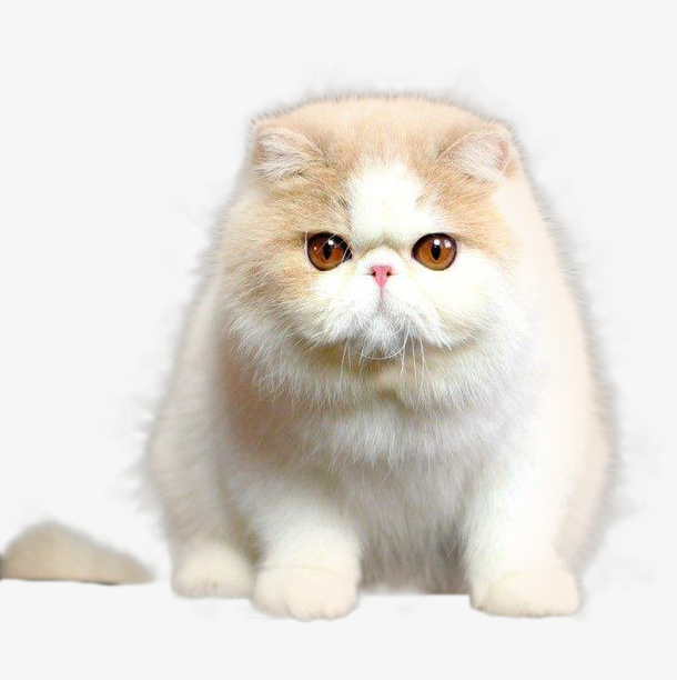 肥胖可爱的加菲猫