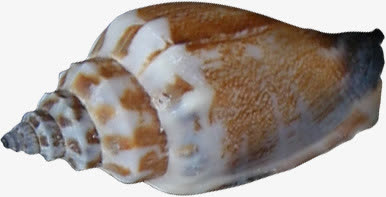 贝壳海螺效果设计