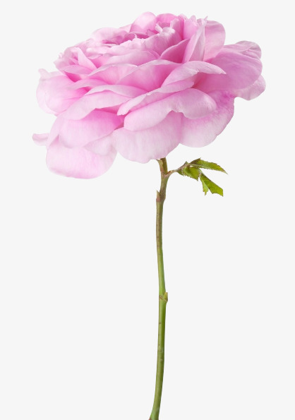 一枝粉色鲜花
