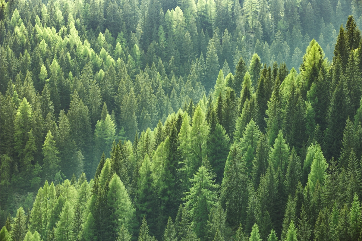 护眼 森林 绿色树林 高清风景 4k壁纸