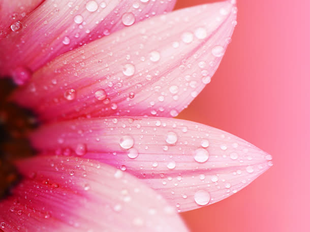 粉红色的花瓣水滴模糊背景