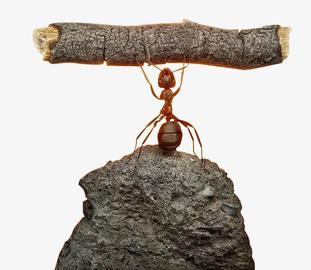 蚂蚁的力量也是无穷的