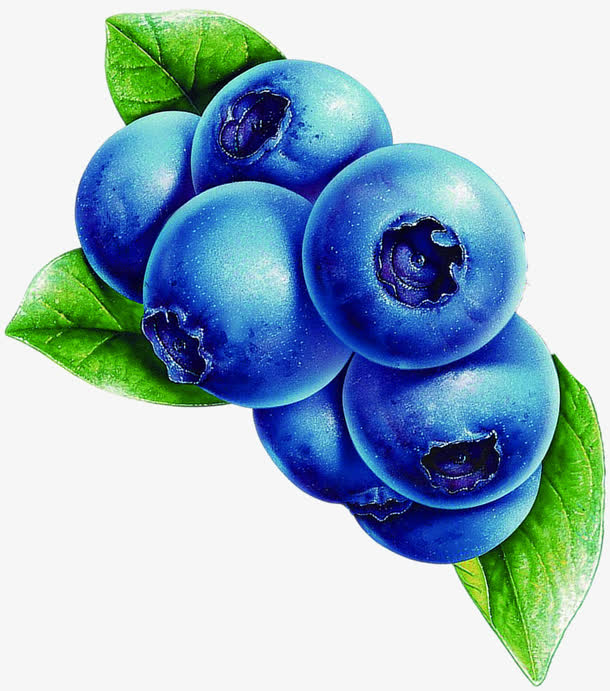 蓝莓新鲜水果手绘
