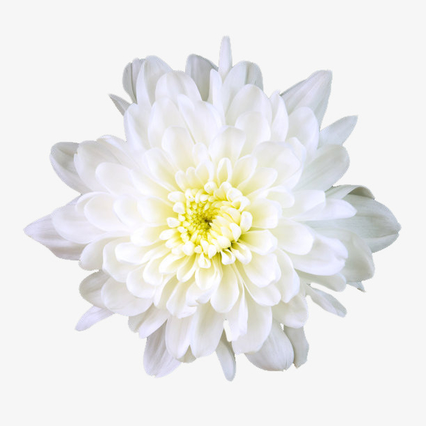 好看清新淡雅的白菊花