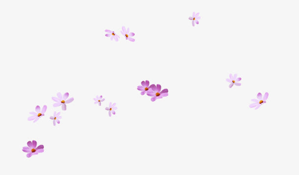 紫红色花朵小雏菊花