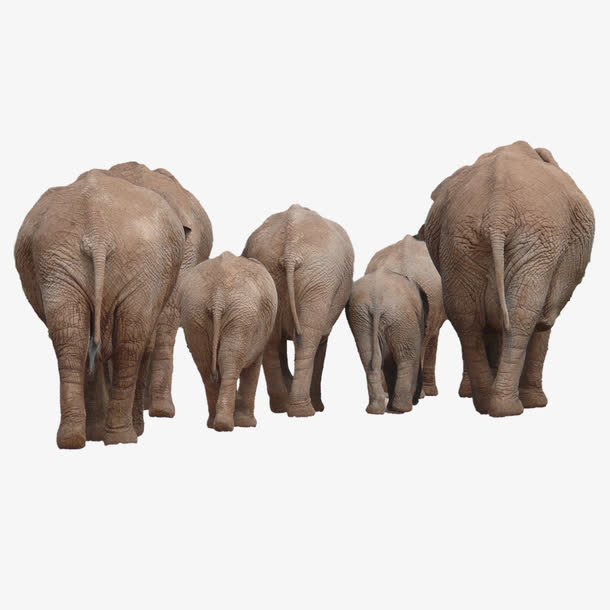大象群背影