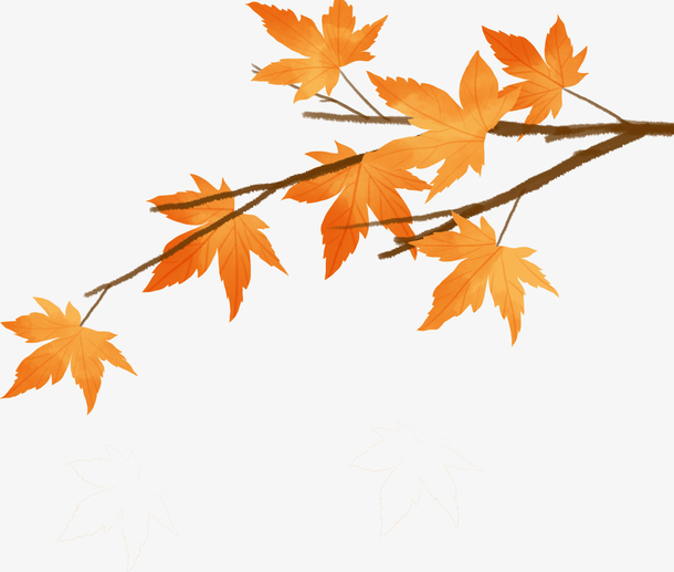 秋天的枫树枝干