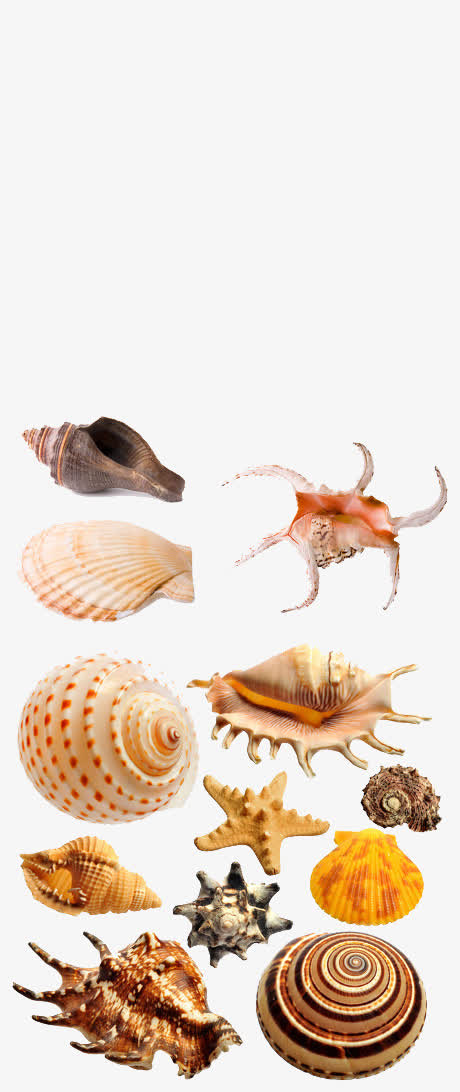 贝壳海螺素材
