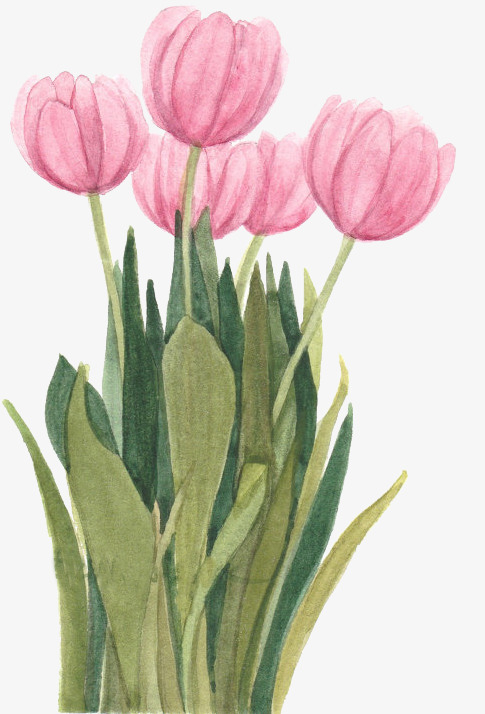 精美手绘水彩粉色郁金香花束
