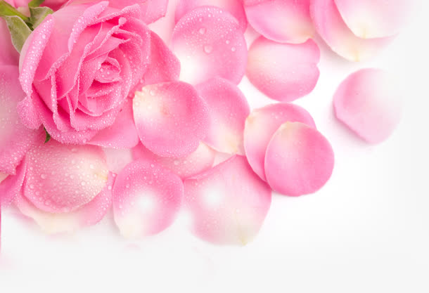 高清摄影粉红色的玫瑰花