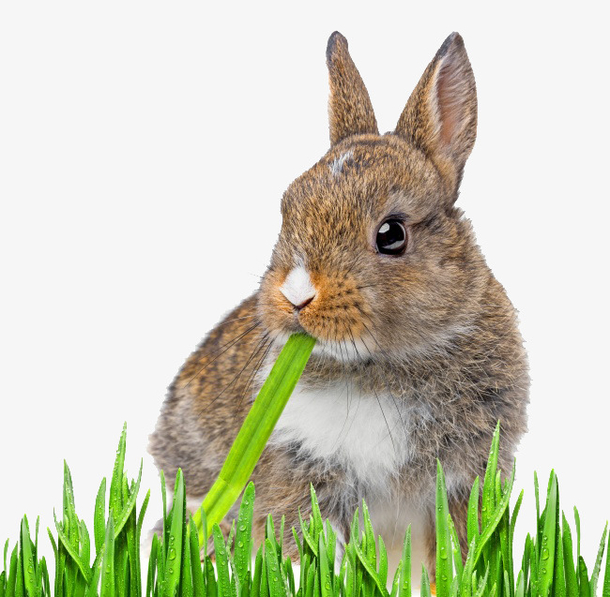 兔子吃草