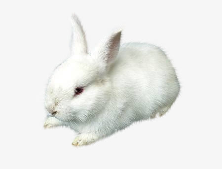 白色兔子窝着的兔子