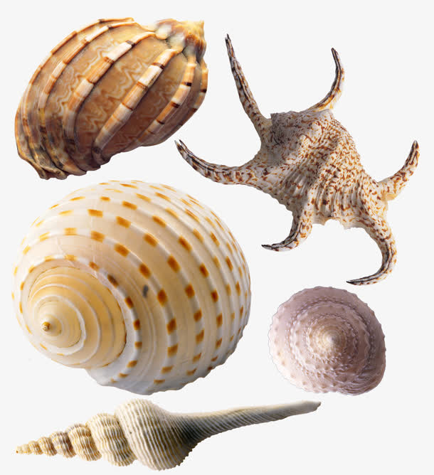 各式各样的海螺