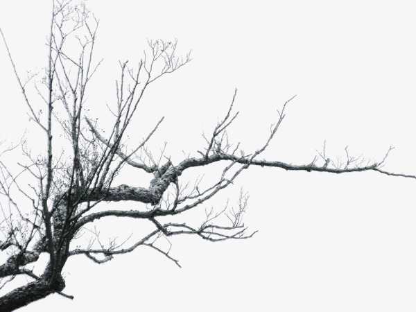 冬季枯树枝元素