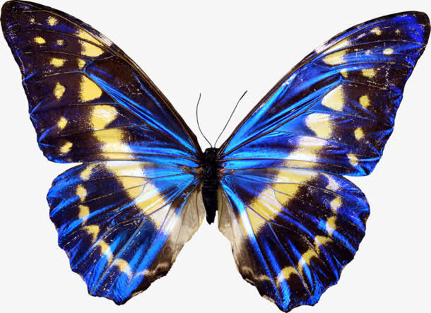蓝色斑点蝴蝶