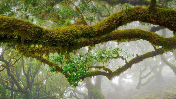 苔藓覆盖树干PNG素材，高清透明背景，创意海报设计必备！