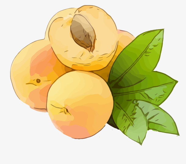 水果手绘可爱杏子
