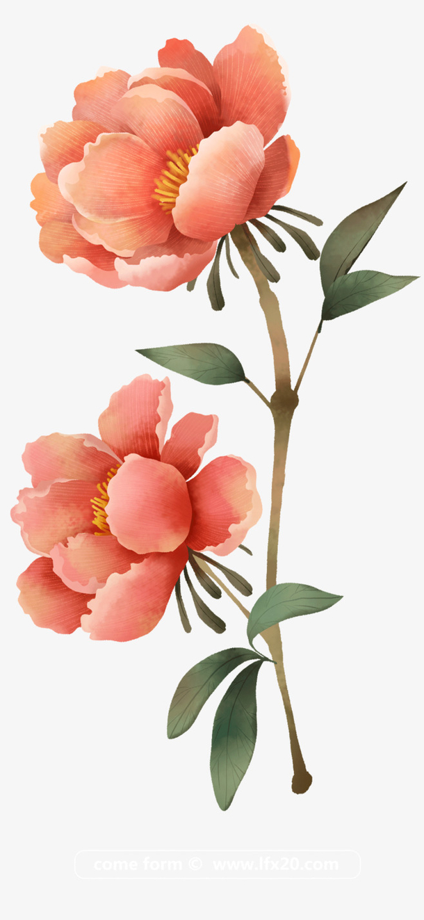 手绘牡丹花花朵装饰元素