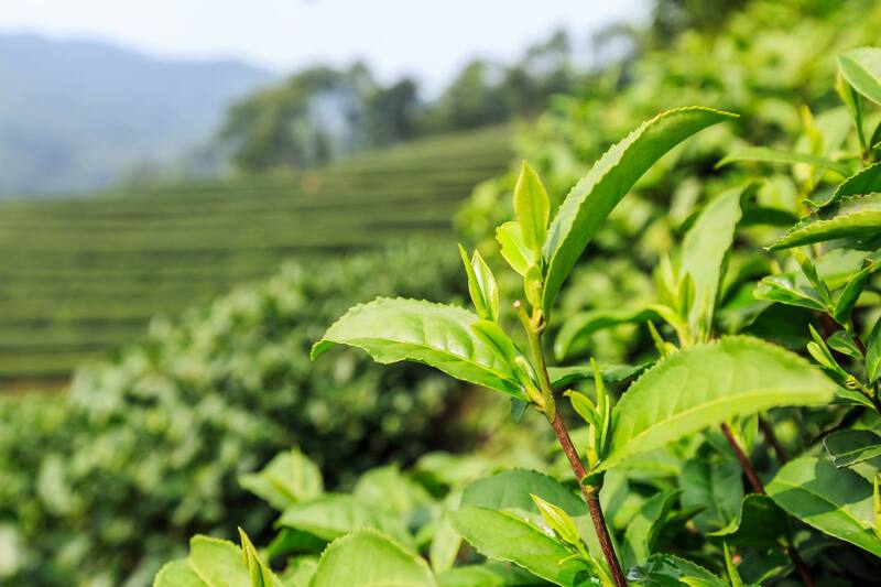 茶叶高清素材