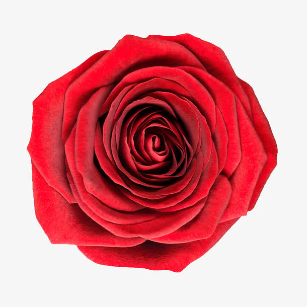 背景元素手绘鲜花图片 红色玫瑰
