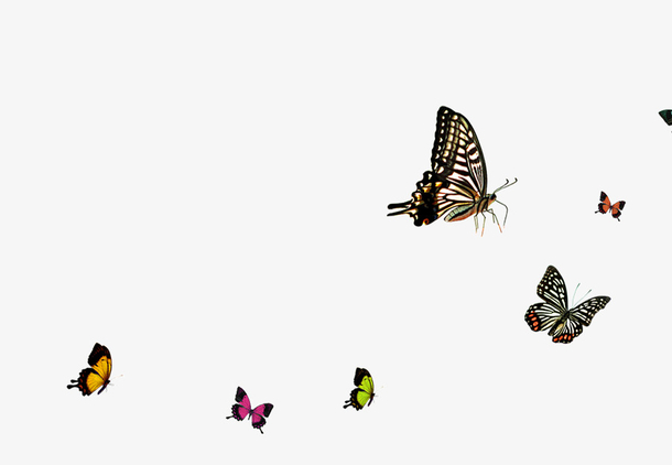 飞翔的群蝴蝶