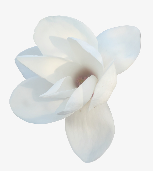 白色盛开的玉兰花