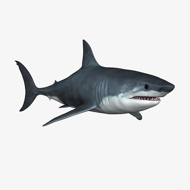 黑色鲨鱼模型