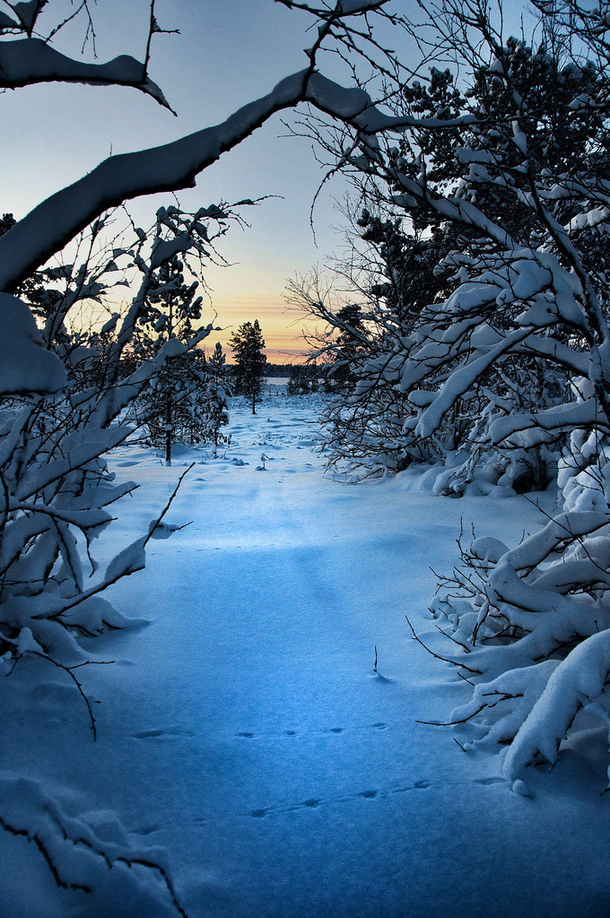 夕阳映雪林间，高清PNG透明壁纸，创意H5背景设计素材下载