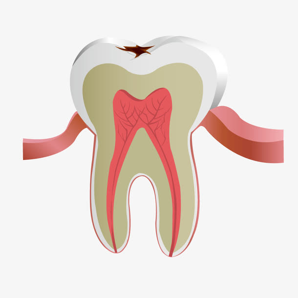 白色牙齿结构图