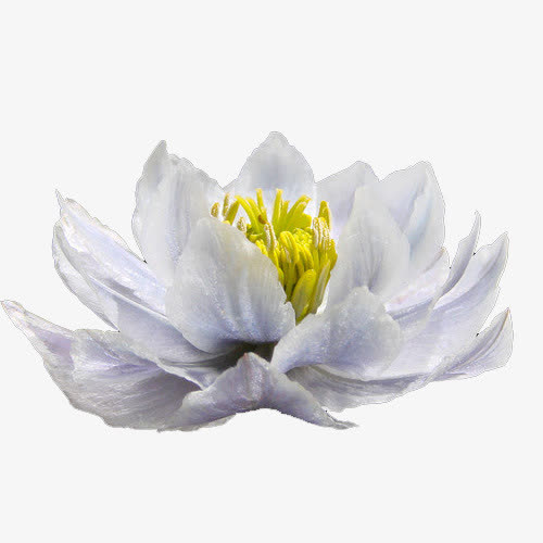 白色雪莲花纯洁花朵