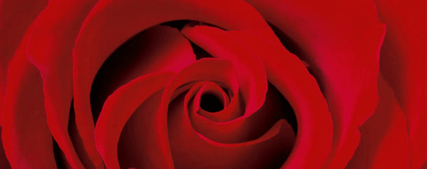 大气红色玫瑰花海报背景