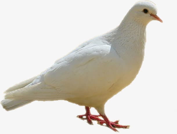 站立不动的白色鸽子
