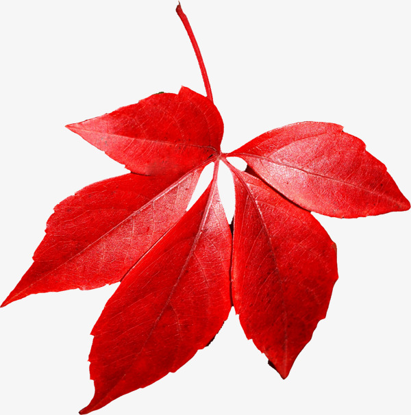 红色的叶子红色的叶子红色的叶子红色的叶子