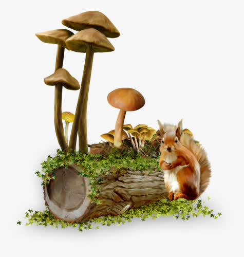 蘑菇和小松鼠