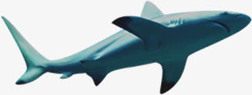鲨鱼海洋夏日素材