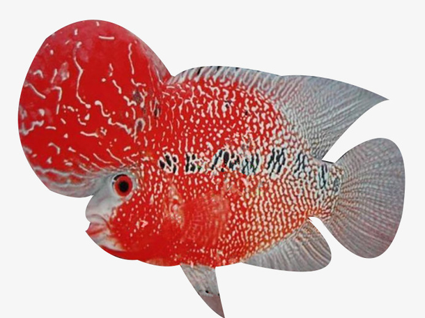 红色珍珠罗汉鱼